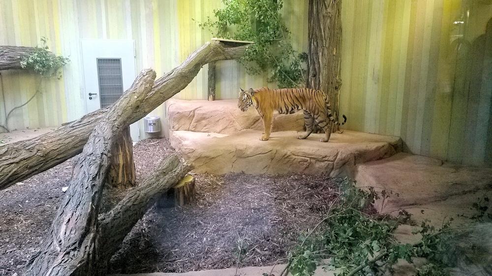 20140821 Tierpark Cottbus Tiger